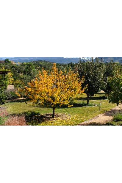 Дерево абрикосу Дарій на сонячній ділянці 